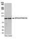 General Transcription Factor IIIC Subunit 3 antibody, A301-238A, Bethyl Labs, Western Blot image 