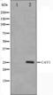Melan-A antibody, orb224412, Biorbyt, Western Blot image 