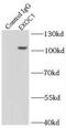 Exocyst Complex Component 1 antibody, FNab02893, FineTest, Immunoprecipitation image 