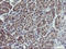 RAB30, Member RAS Oncogene Family antibody, LS-C174271, Lifespan Biosciences, Immunohistochemistry frozen image 