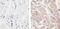 Platelet Derived Growth Factor D antibody, 40-2100, Invitrogen Antibodies, Immunohistochemistry paraffin image 