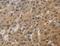 Dual Specificity Phosphatase 26 antibody, LS-C401616, Lifespan Biosciences, Immunohistochemistry frozen image 