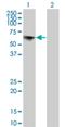 Target Of EGR1, Exonuclease antibody, H00114034-M02, Novus Biologicals, Western Blot image 