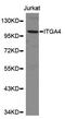 CD49D antibody, orb48933, Biorbyt, Western Blot image 