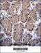 RNA Polymerase I Subunit B antibody, 56-464, ProSci, Immunohistochemistry frozen image 