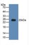 Toll Like Receptor 5 antibody, LS-C292523, Lifespan Biosciences, Western Blot image 