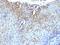 CD59 Molecule (CD59 Blood Group) antibody, MBS438578, MyBioSource, Immunohistochemistry frozen image 