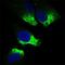 Twist Family BHLH Transcription Factor 1 antibody, GTX60776, GeneTex, Immunocytochemistry image 