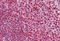Cut Like Homeobox 1 antibody, MBS246172, MyBioSource, Immunohistochemistry frozen image 