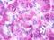 Urotensin 2 Receptor antibody, LS-A372, Lifespan Biosciences, Immunohistochemistry frozen image 