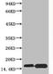 Histone Cluster 4 H4 antibody, A68333-100, Epigentek, Western Blot image 