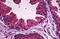 Phosphodiesterase 9A antibody, MBS246067, MyBioSource, Immunohistochemistry paraffin image 