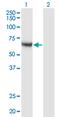 Calcium/calmodulin-dependent protein kinase kinase 1 antibody, MA5-22743, Invitrogen Antibodies, Western Blot image 