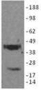 Podoplanin antibody, 14-9381-80, Invitrogen Antibodies, Western Blot image 
