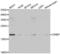 Cold Inducible RNA Binding Protein antibody, LS-C334809, Lifespan Biosciences, Western Blot image 