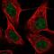 Zinc Finger Protein 674 antibody, NBP2-55718, Novus Biologicals, Immunofluorescence image 