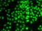 Cyclin G1 antibody, orb167206, Biorbyt, Immunofluorescence image 