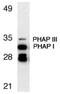 Acidic Nuclear Phosphoprotein 32 Family Member A antibody, PA1-30727, Invitrogen Antibodies, Western Blot image 