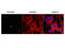 Ribosomal L1 Domain Containing 1 antibody, A07282, Boster Biological Technology, Immunofluorescence image 