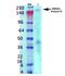 Ankyrin-3 antibody, NBP2-59310, Novus Biologicals, Western Blot image 