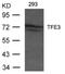 Transcription factor E3 antibody, 79-650, ProSci, Western Blot image 