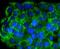 Farnesyltransferase, CAAX Box, Beta antibody, NBP2-67644, Novus Biologicals, Immunocytochemistry image 
