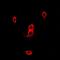 Peter Pan Homolog antibody, orb78467, Biorbyt, Immunofluorescence image 