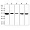 Glycerol-3-Phosphate Dehydrogenase 1 Like antibody, GTX57667, GeneTex, Western Blot image 