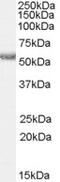 Serpin Family B Member 9 antibody, 46-359, ProSci, Western Blot image 