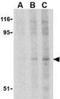 Ribosomal Protein S6 Kinase A1 antibody, NBP1-76620, Novus Biologicals, Western Blot image 