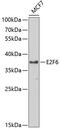 E2F Transcription Factor 6 antibody, 18-784, ProSci, Western Blot image 