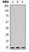 CCAAT Enhancer Binding Protein Gamma antibody, LS-C368821, Lifespan Biosciences, Western Blot image 