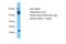 Killin, P53 Regulated DNA Replication Inhibitor antibody, PA5-46688, Invitrogen Antibodies, Western Blot image 