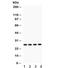 SL cytokine antibody, R32117, NSJ Bioreagents, Western Blot image 
