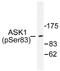 Mitogen-Activated Protein Kinase Kinase Kinase 5 antibody, AP01526PU-N, Origene, Western Blot image 