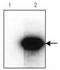 HA tag antibody, AM09142PU-S, Origene, Western Blot image 