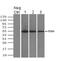 Tubulin Alpha 8 antibody, MA5-25082, Invitrogen Antibodies, Immunoprecipitation image 