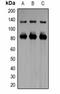 Potassium Voltage-Gated Channel Subfamily H Member 7 antibody, orb334760, Biorbyt, Western Blot image 