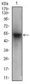 Paraoxonase 1 antibody, MA5-24800, Invitrogen Antibodies, Western Blot image 