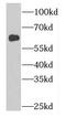 Glycerophosphodiester Phosphodiesterase Domain Containing 2 antibody, FNab03409, FineTest, Western Blot image 