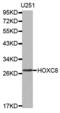 Homeobox protein Hox-C8 antibody, LS-C332308, Lifespan Biosciences, Western Blot image 