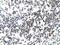 GA Binding Protein Transcription Factor Subunit Beta 1 antibody, A07070, Boster Biological Technology, Immunohistochemistry frozen image 