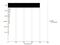 Ribosomal Protein S6 Kinase A3 antibody, 38-6800, Invitrogen Antibodies, Immunoprecipitation image 