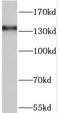 Period Circadian Regulator 2 antibody, FNab06312, FineTest, Western Blot image 