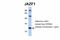 TIP27 antibody, A03314, Boster Biological Technology, Western Blot image 