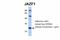 JAZF Zinc Finger 1 antibody, A03314, Boster Biological Technology, Western Blot image 
