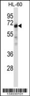 Nuclear Receptor Binding Protein 1 antibody, 57-335, ProSci, Western Blot image 