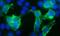 Transient Receptor Potential Cation Channel Subfamily V Member 3 antibody, 75-070, Antibodies Incorporated, Immunofluorescence image 