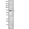 Eomesodermin antibody, abx215169, Abbexa, Western Blot image 