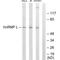 Heterogeneous Nuclear Ribonucleoprotein L antibody, A03769-1, Boster Biological Technology, Western Blot image 